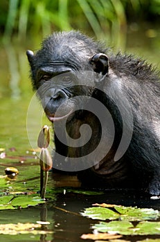 Bonobo sits at the pond. Democratic Republic of Congo. Lola Ya BONOBO National Park.