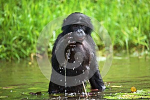 Bonobo sits at the pond. Democratic Republic of Congo. Lola Ya BONOBO National Park.