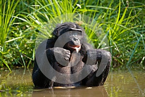 Bonobo sits at the pond. Democratic Republic of Congo. Lola Ya BONOBO National Park.