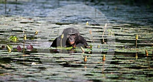 Bonobo sits at the pond. Democratic Republic of Congo. Lola Ya BONOBO National Park.