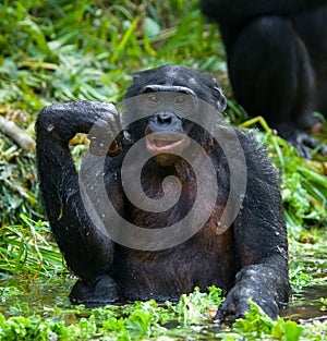 Bonobo sits at the pond. Democratic Republic of Congo. Lola Ya BONOBO National Park.