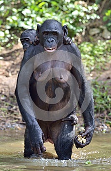 Bonobo standing on her legs in water with a cub on a back. The Bonobo Pan paniscus.