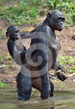 Bonobo standing on her legs in water with a cub on a back. The Bonobo ( Pan paniscus).