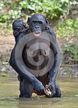 Bonobo standing on her legs in water with a cub on a back. The Bonobo ( Pan paniscus).