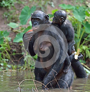 Bonobo standing on her legs in water with a cub on a back. The Bonobo Pan paniscus. photo