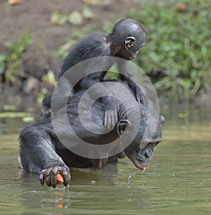 Bonobo standing on her legs in water with a cub on a back and drink water