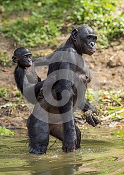 Bonobo standing on her legs in water with a cub on a back. Green natural background. The Bonobo ( Pan paniscus)