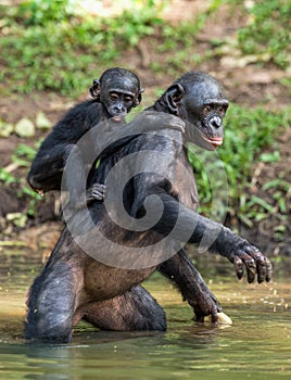 Bonobo standing on her legs in water with a cub on a back standing.