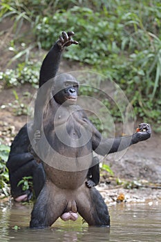 Bonobo standing on her legs in water with a cub on a back standing and hand up. The Bonobo ( Pan paniscus).