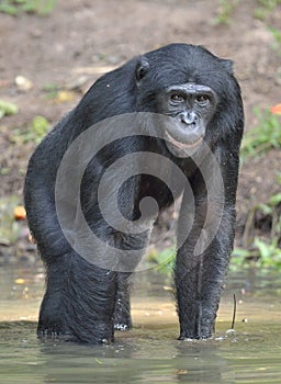 Bonobo standing in water looks for the fruit which fell in water. Bonobo ( Pan paniscus ). photo