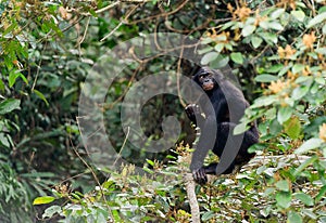 Bonobo on a tree branch.