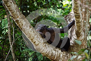 Bonobo on a tree branch.