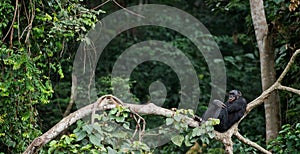 Bonobo on a tree branch. photo