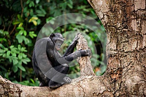 Bonobo on a tree branch. photo