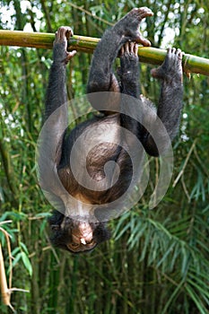 Bonobo on a tree. Democratic Republic of Congo. Lola Ya BONOBO National Park.