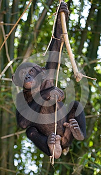 Bonobo on a tree. Democratic Republic of Congo. Lola Ya BONOBO National Park.