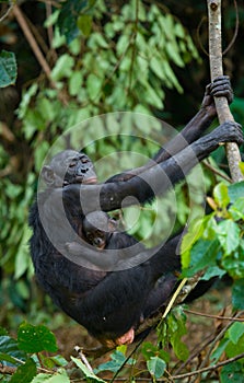 Bonobo on a tree. Democratic Republic of Congo. Lola Ya BONOBO National Park.