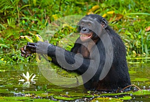 Bonobo is waist-deep in the water and trying to get food. Democratic Republic of Congo. Lola Ya BONOBO National Park.