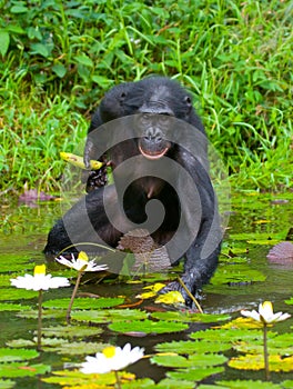 Bonobo is waist-deep in the water and trying to get food. Democratic Republic of Congo. Lola Ya BONOBO National Park.