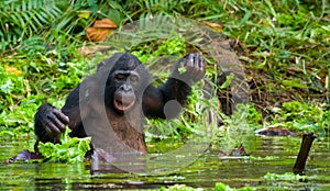 Bonobo is waist-deep in the water and trying to get food. Democratic Republic of Congo. Lola Ya BONOBO National Park.