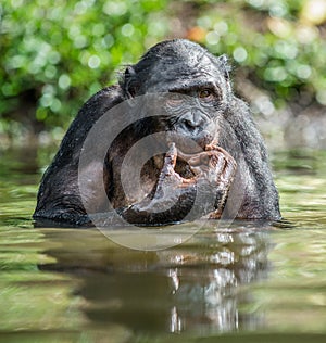 Bonobo in the water. The Bonobo. Pan paniscus, photo