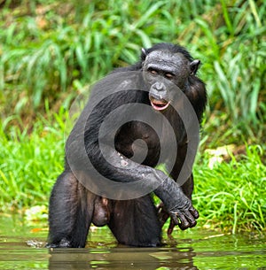 Bonobo in the water photo