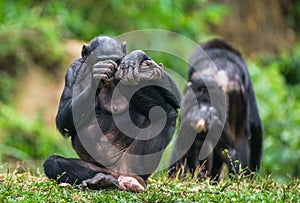 The Bonobo ( Pan paniscus)