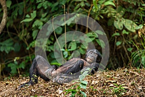 The Bonobo ( Pan paniscus) photo