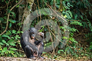 The Bonobo ( Pan paniscus) photo