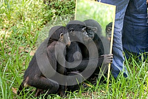 Bonobos baby plays with a mirror. Democratic Republic of Congo. Lola Ya BONOBO National Park.