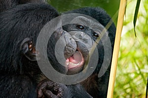 Bonobos baby plays with a mirror. Democratic Republic of Congo. Lola Ya BONOBO National Park. photo