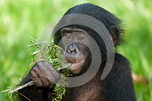 Bonobos eating bamboo. Democratic Republic of Congo. Lola Ya BONOBO National Park.