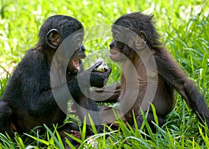 Bonobos eating bamboo. Democratic Republic of Congo. Lola Ya BONOBO National Park.