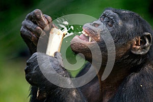 Bonobos eating bamboo. Democratic Republic of Congo. Lola Ya BONOBO National Park. photo