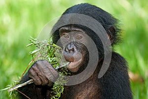 Bonobos eating bamboo. Democratic Republic of Congo. Lola Ya BONOBO National Park. photo