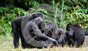 Bonobos family photo