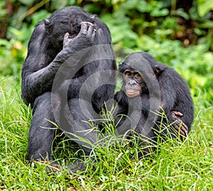 Bonobos on Green natural background