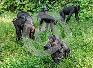 Bonobos on Green natural background.