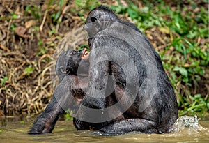 Bonobos having sex in the water. Scientific name: Pan paniscus, earlier being called the pygmy chimpanzee. photo