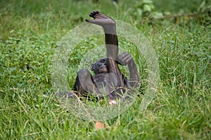 Bonobos lying on the ground. Democratic Republic of Congo. Lola Ya BONOBO National Park. photo