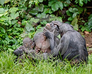 Bonobos in natural habitat