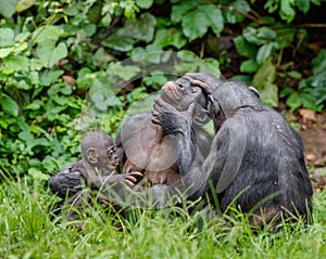 Bonobos in natural habitat photo