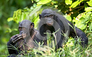 Bonobos in natural habitat. Green natural background.