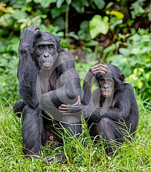 Bonobos photo