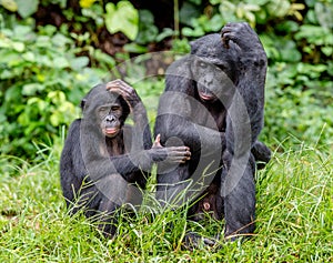 Bonobos photo
