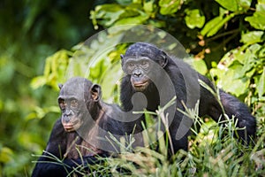 Bonobos in natural habitat. Green natural background. The Bonobo ( Pan paniscus) photo