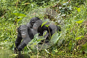 Bonobos (Pan Paniscus) on green natural background.