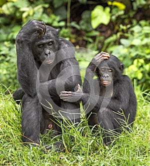 Bonobos (Pan Paniscus) on green natural background.