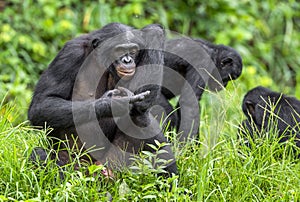 Bonobos (Pan Paniscus) on green natural background.