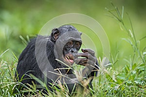 Bonobos (Pan Paniscus) on green natural background.